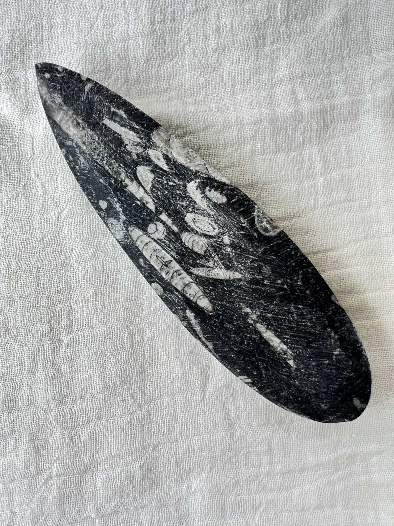 Orthoceras - Image 2