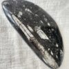 orthoceras fossil plaque ancient sea fossils cephalopod jurassic triassic extinct fossil