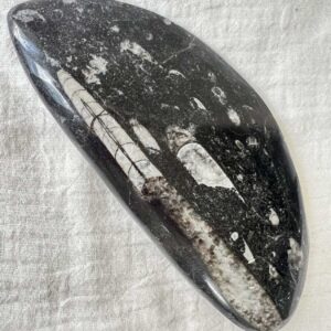 orthoceras fossil plaque ancient sea fossils cephalopod jurassic triassic extinct fossil