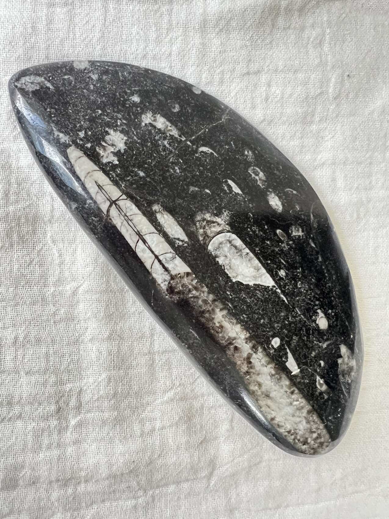 orthoceras fossil plaque ancient sea fossils cephalopod jurassic triassic extinct fossil