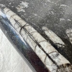 Alternative view of Orthoceras