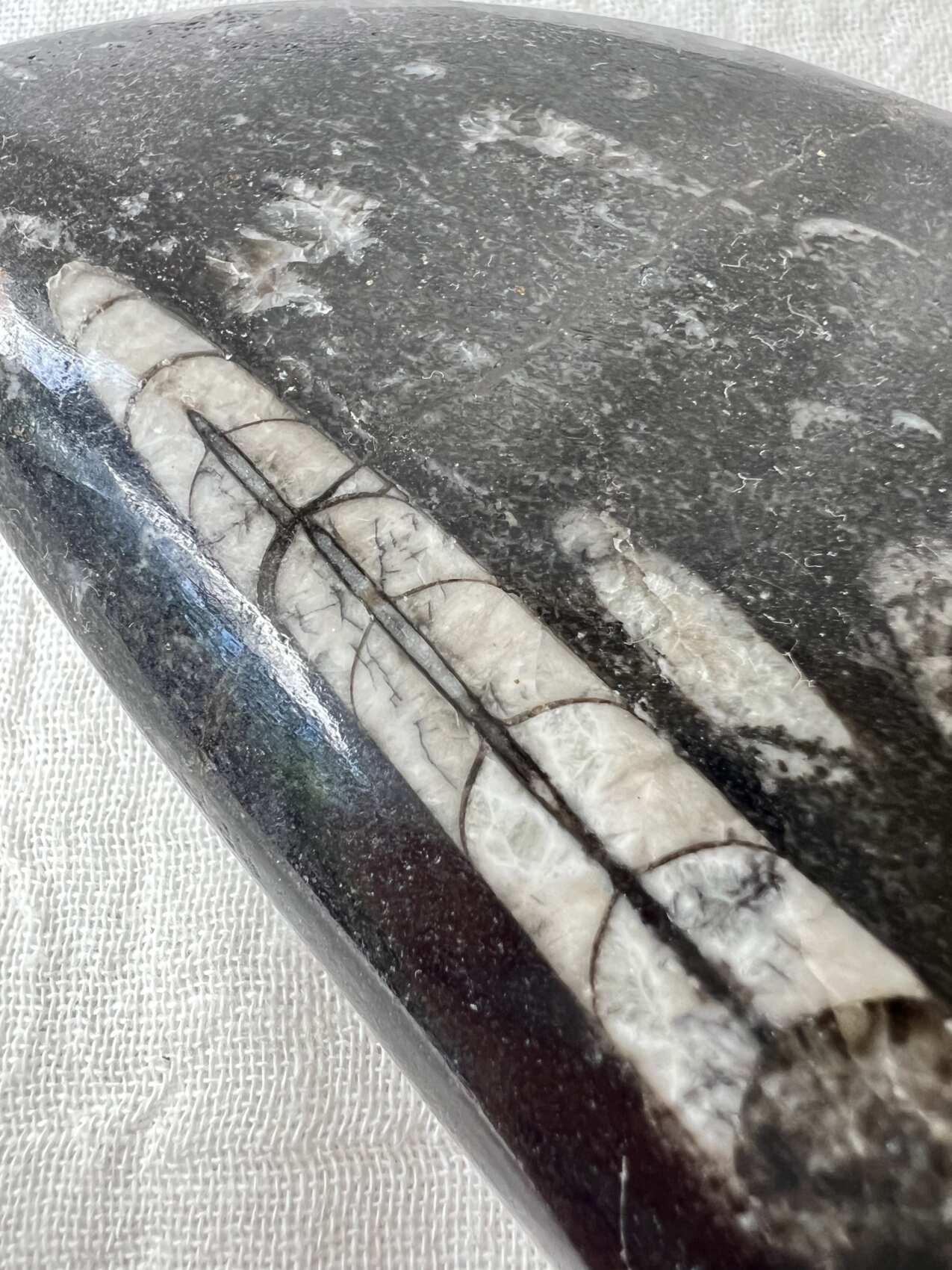 Orthoceras - Image 2