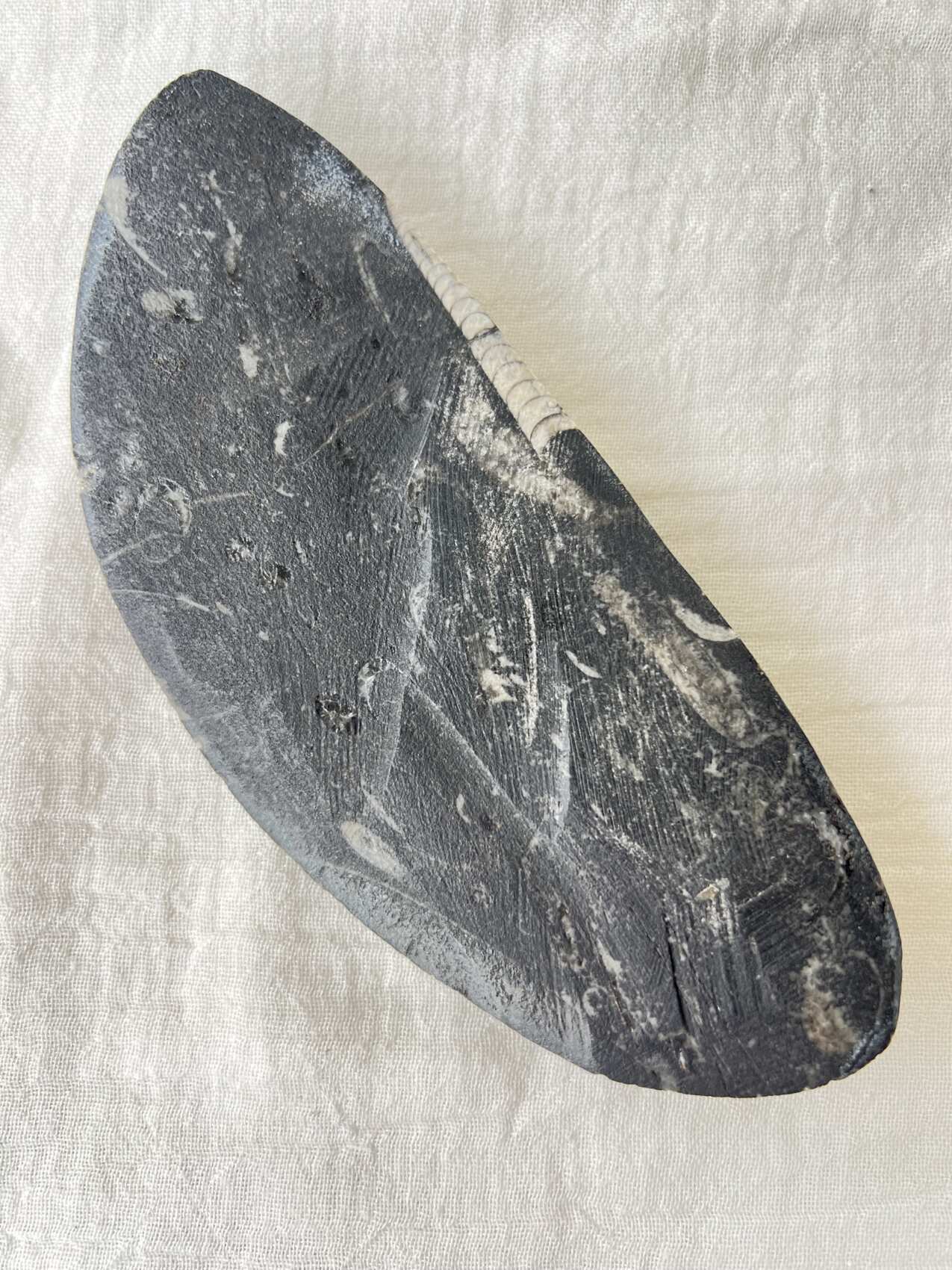 Orthoceras - Image 3