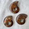 whole ammonite fossils with a bright orange and brown mother of pearl exterior Cretaceous, Jurassic extinct cephalopod