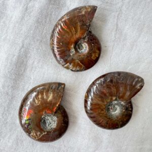 whole ammonite fossils with a bright orange and brown mother of pearl exterior Cretaceous, Jurassic extinct cephalopod