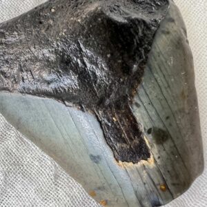 Alternative view of Megalodon tooth