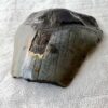 megalodon fossilised tooth single partial extinct shark otodus species