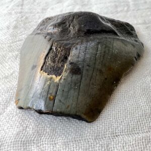 megalodon fossilised tooth single partial extinct shark otodus species