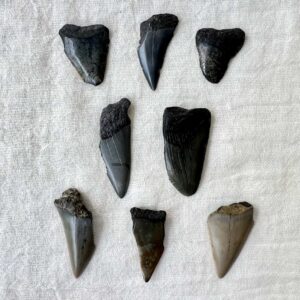 megalodon fossilised tooth single partial extinct shark otodus species