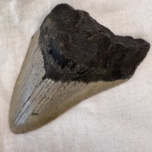 fossil megalodon tooth fossilised shark tooth extinct megafauna turned to stone
