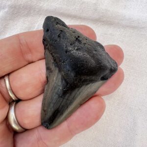 Alternative view of Megalodon tooth
