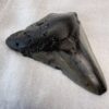 fossil megalodon tooth fossilised shark tooth extinct megafauna turned to stone