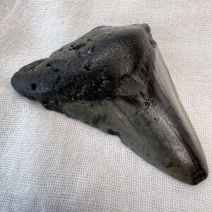 fossil megalodon tooth fossilised shark tooth extinct megafauna turned to stone