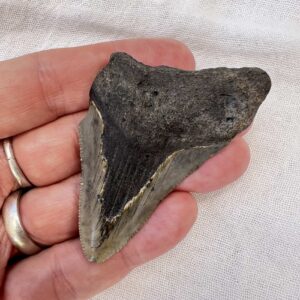 Alternative view of Megalodon tooth