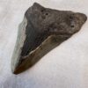 fossil megalodon tooth fossilised shark tooth extinct megafauna turned to stone