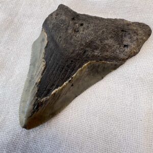 fossil megalodon tooth fossilised shark tooth extinct megafauna turned to stone