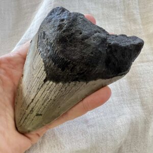 Alternative view of Megalodon tooth